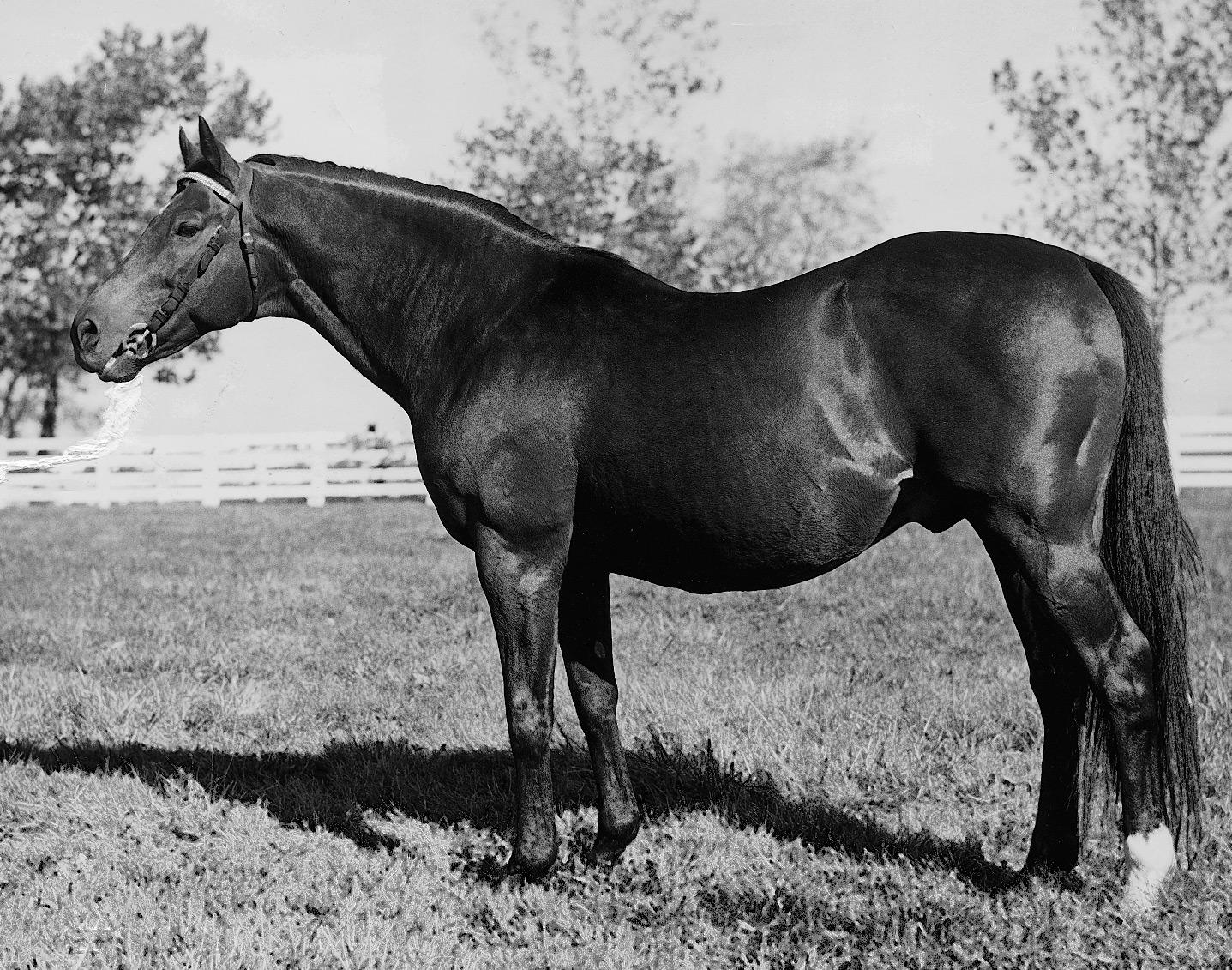 Count Fleet as a sire